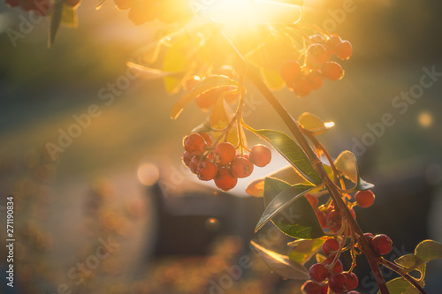 A Light of Hope shining on cranberries, with bokeh and blurred background
