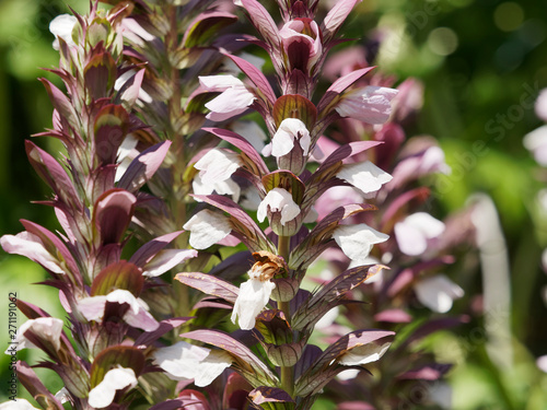 Fotografie Inflorescence of Acanthus mollis or bear's breeches