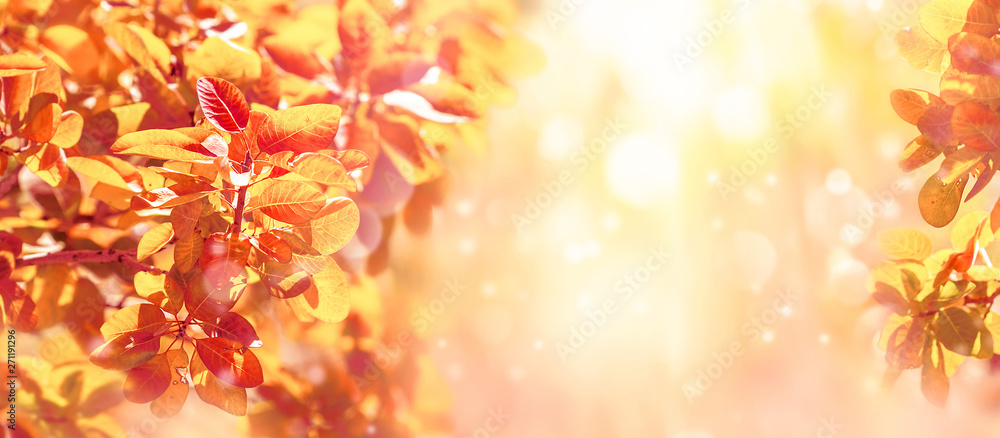 Fototapeta premium Natural autumn colorful background. Bright yellow, orange and red autumn leaves in the forest against the backdrop of sun rays. Free space for text. Soft focus. Wide format.