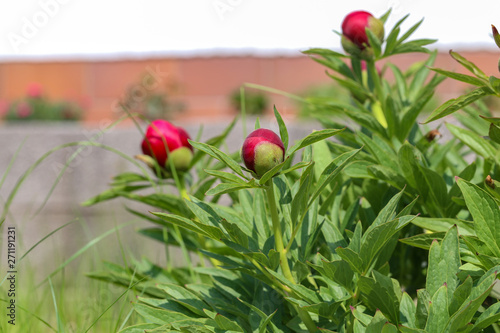 Red peony buds bloom in the garden at home photo