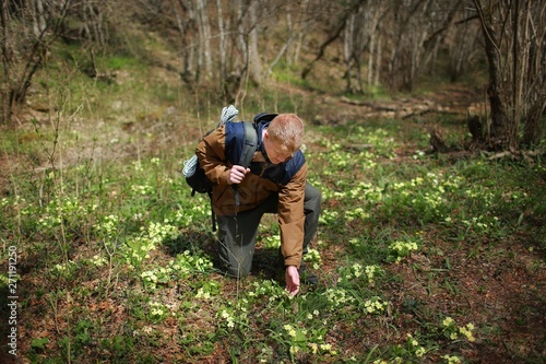 Redhead man in a windbreaker with backpack stands on one knee and touches the primrose flowers with his hand in the Crimean forest in early spring. Travel, adventure, hiking and motivation concept.