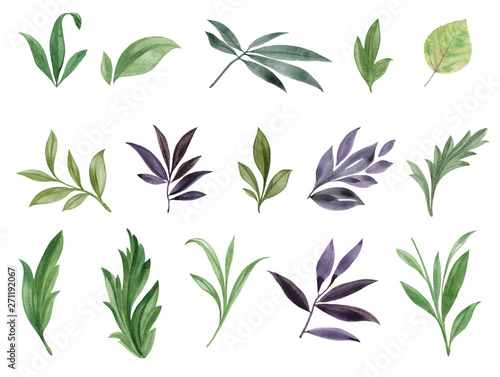 A set of leaves. Watercolor painting set of leaves on a white background. Design element. Elegant leaves for art design. Set of green leaves  herbs and branches.