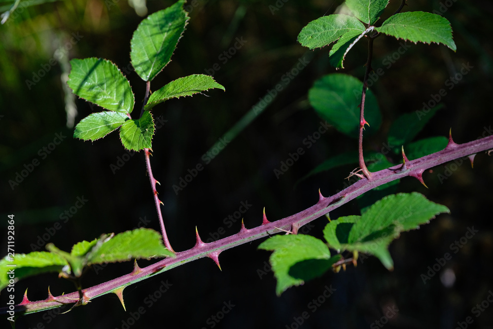 Obraz premium Feuilles et épines de ronces