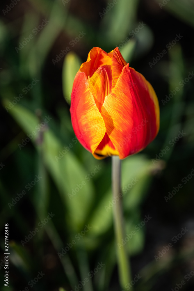 Detail of a red/orange tulip bloom during a sunny day from the Keukenhof gardens in the Netherlands Detail of a red/orange tulip bloom during a sunny day from the Keukenhof gardens in the Netherlands