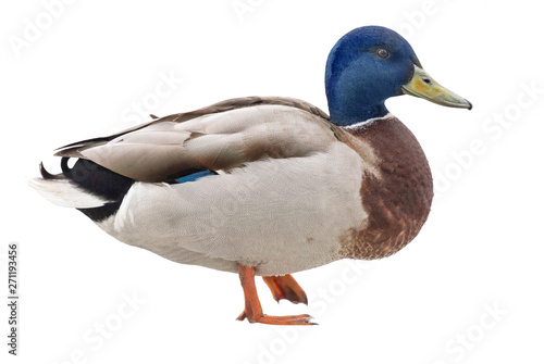 blue head one duck isolated on white