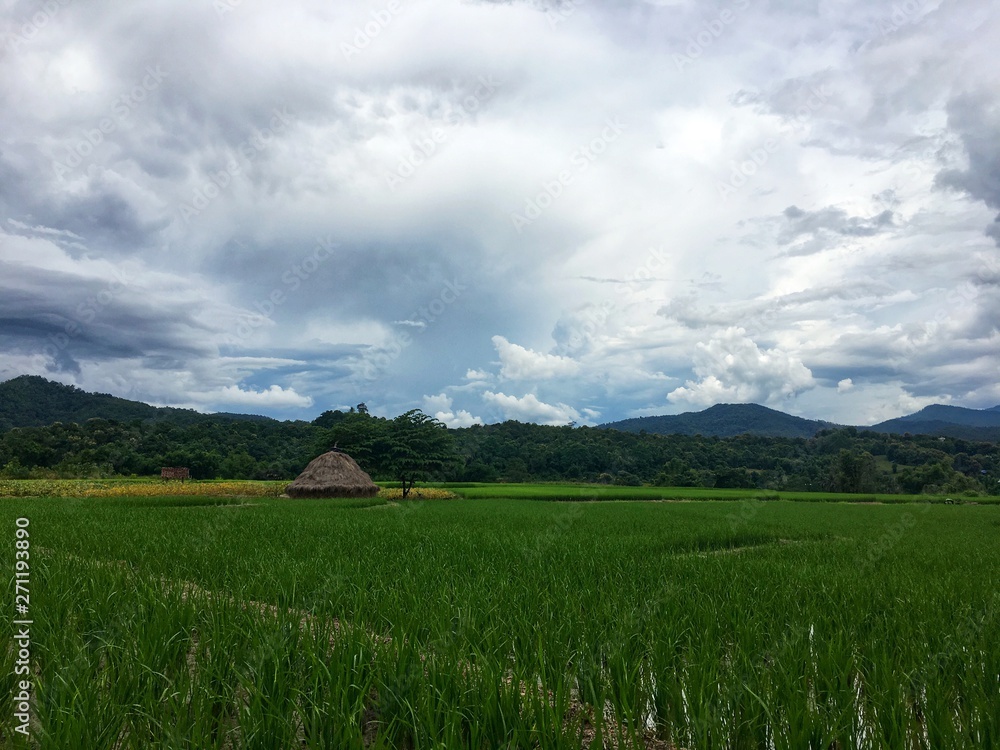 Fototapeta premium Green rice field with water and straw beside tree under white cloud and mountain. Lifestyle and view of rural country.