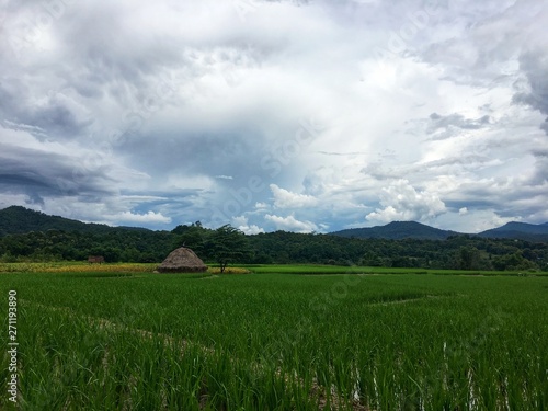 Green rice field with water and straw beside tree under white cloud and mountain. Lifestyle and view of rural country.