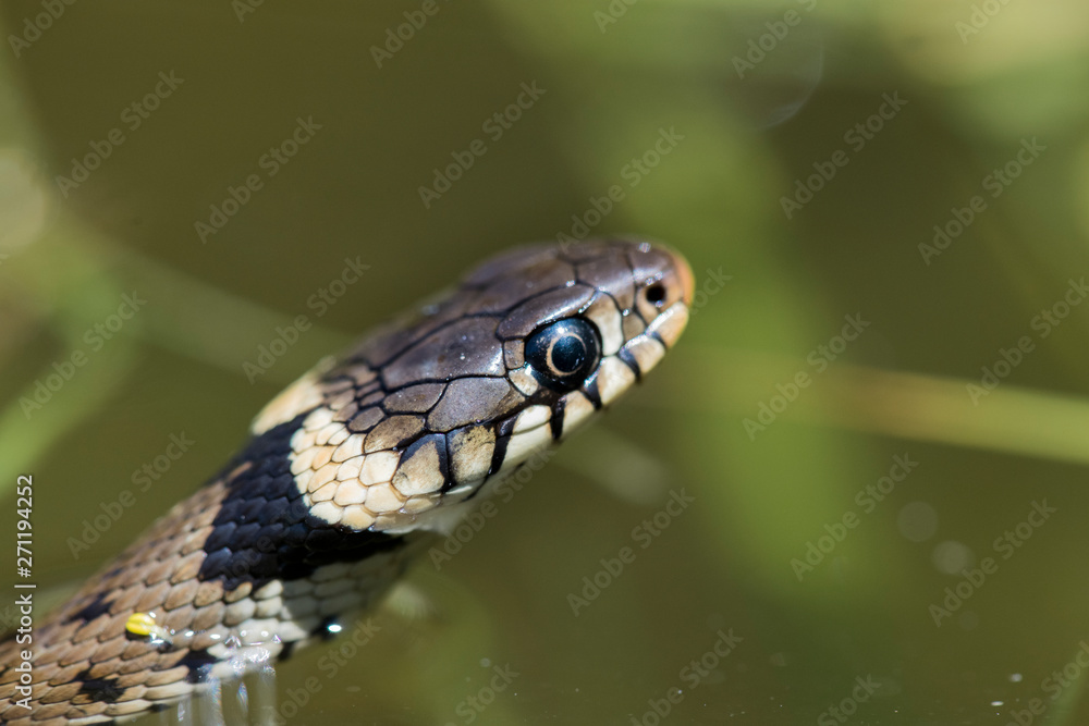 Couleuvre helvétique (Natrix helvetica) Couleuvre helvétique (Natrix helvetica)