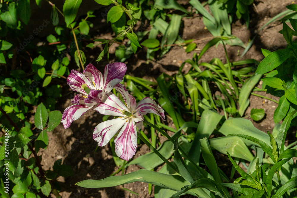 Field flowers photographed in home garden. Spring day Field flowers photographed in home garden. Spring day