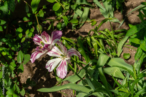 Field flowers photographed in home garden. Spring day