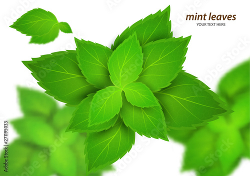 Fresh mint on a white background. Menthol is a healthy scent. Herbal natural plant. Mint green leaves. Vector illustration for your design.