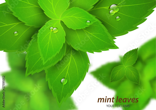 Fresh mint on a white background. Menthol is a healthy scent. Herbal natural plant. Mint green leaves. Vector illustration for your design.