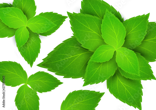 Fresh mint on a white background. Menthol is a healthy scent. Herbal natural plant. Mint green leaves. Vector illustration for your design.