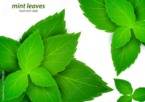 Fresh mint on a white background. Menthol is a healthy scent. Herbal natural plant. Mint green leaves. Vector illustration for your design.