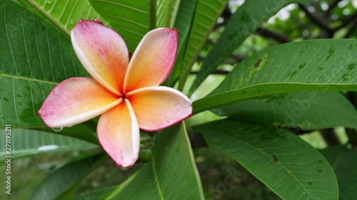 Wallpaper Mural water rain drops on beautiful pink frangipani plumeria tropical flower Torontodigital.ca