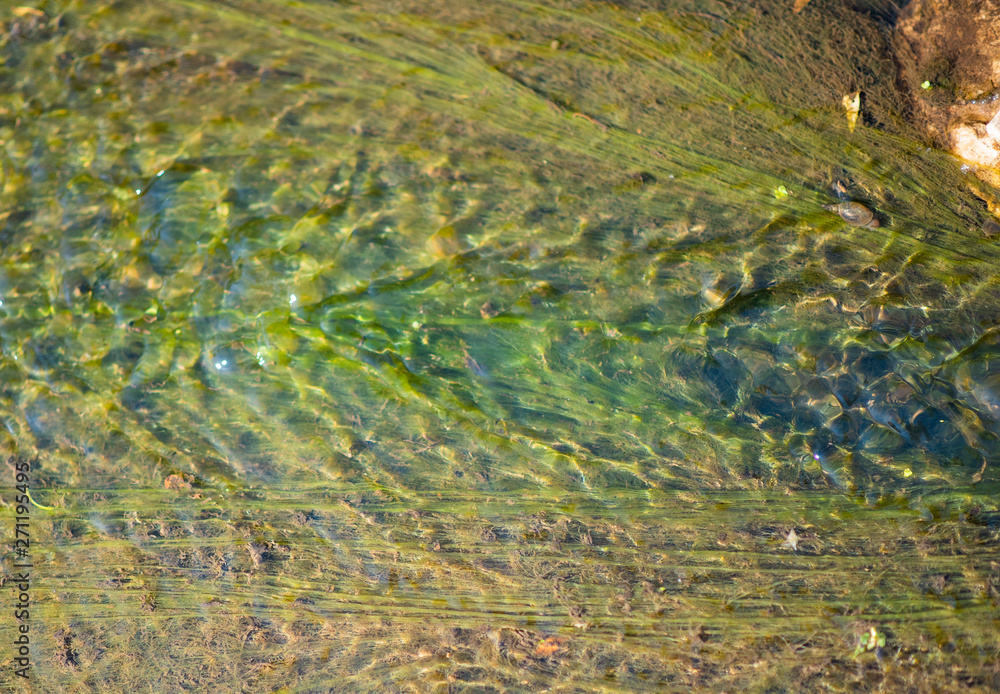 algae in water