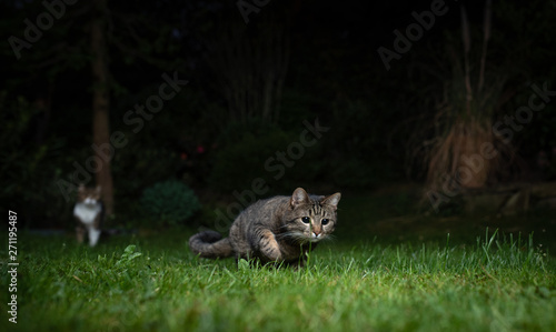 tabby domestic shorthair cat on the prowl outdoors at night. Another cat in the background is watching. © FurryFritz