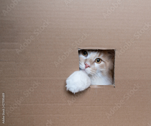 young playful beige white maine coon cat sticking paw through a hole in cardboard box looking at camera