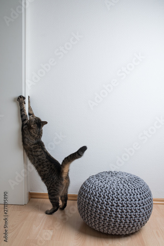 Fotografi tabby domestic shorthair cat scratching on door frame and wall