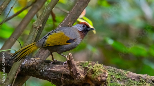 Silver-eared Laughingthrush perching on a perch in a jungle