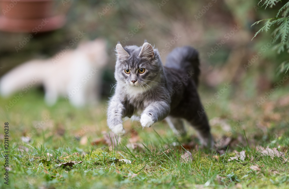 playful young blue tabby maine coon cat jumping around in the garden hunting cat's toy
