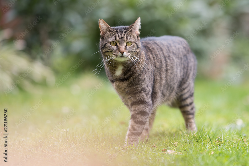 outdoor portrait of tabby domestic shorthair cat standing on meadow looking at camera