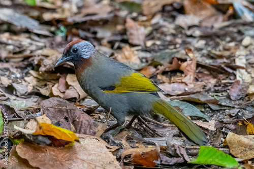 Silver-eared Laughingthrush perching on ground with dried leaves finding for insect