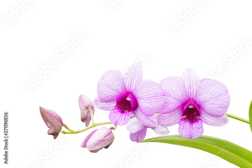 Pink orchid flower on white background