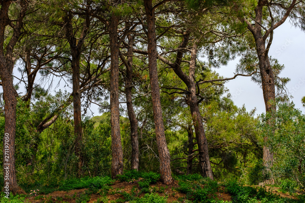 Pines in the park in summer close-up. Pines in the park in summer close-up.