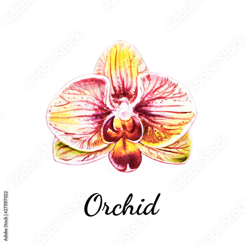 Beautiful single orange orchid flower. Watercolor painting. Exotic plant. Floral print. Botanical composition. Wedding and birthday. Greeting card. Flower painted background. Hand drawn illustration.