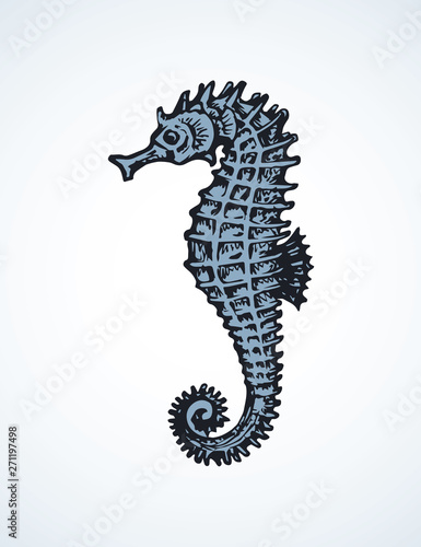 Sea Horse. Vector drawing