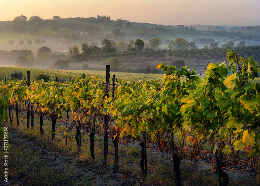 Naklejka premium typical Tuscany countryside landscape; sunset over rolling hills