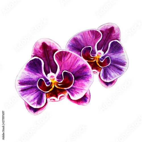 Two beautiful purple orchid flowers. Watercolor painting. Exotic plant. Floral print. Botanical composition. Wedding and birthday. Greeting card. Flower painted background. Hand drawn illustration.