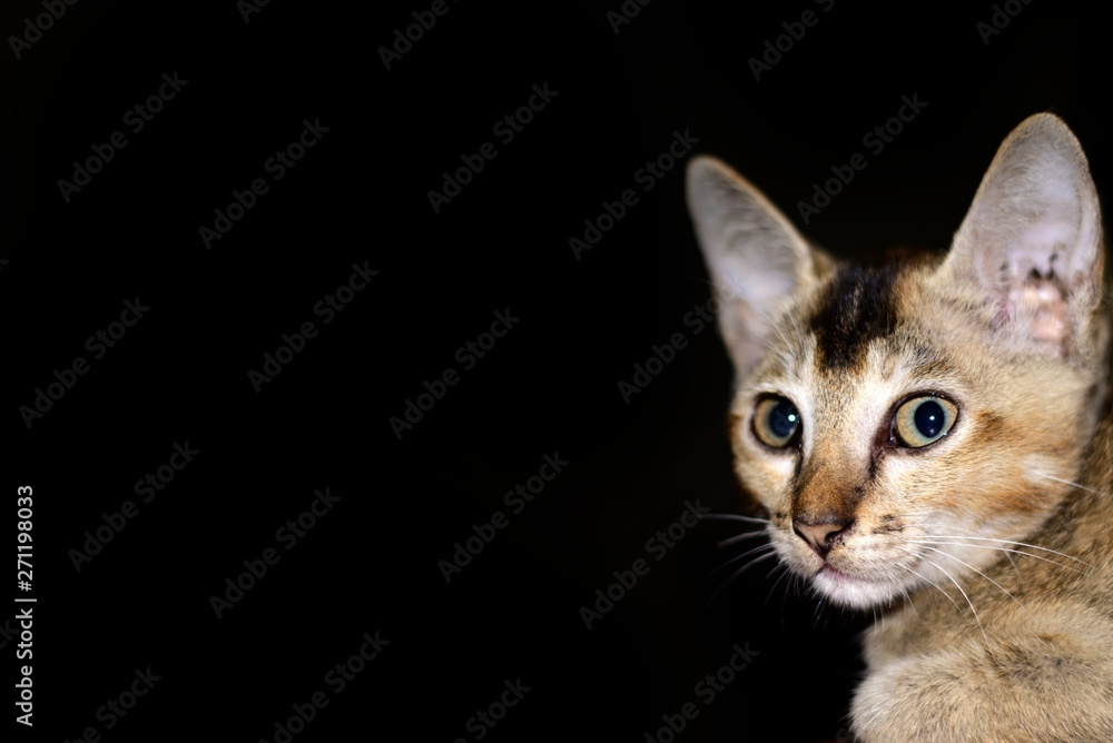 Brown cats portrait isolated on black background.