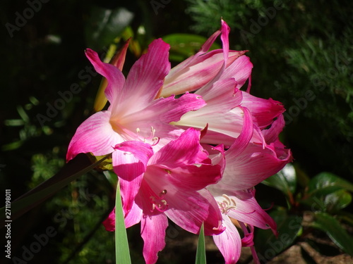 fleur rose de Nouvelle Zélande