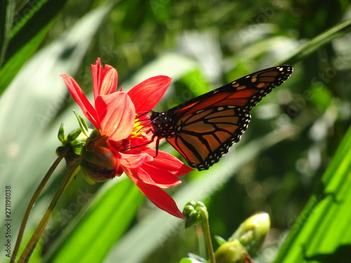 Papillon monarque