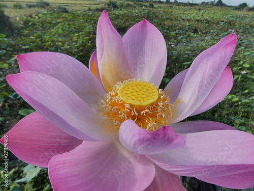 Nénuphar lotus laos