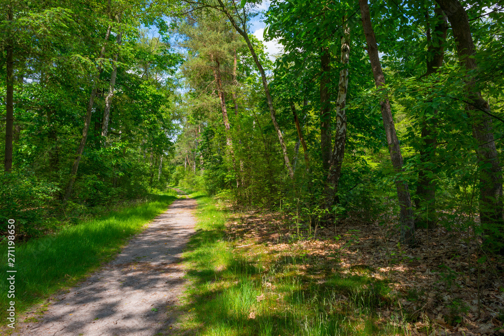 Path in a sunny forest in sunlight in spring