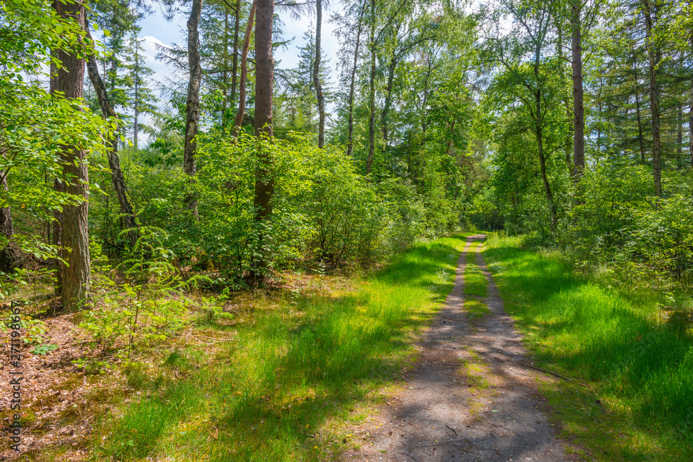 Fototapeta premium Path in a sunny forest in sunlight in spring