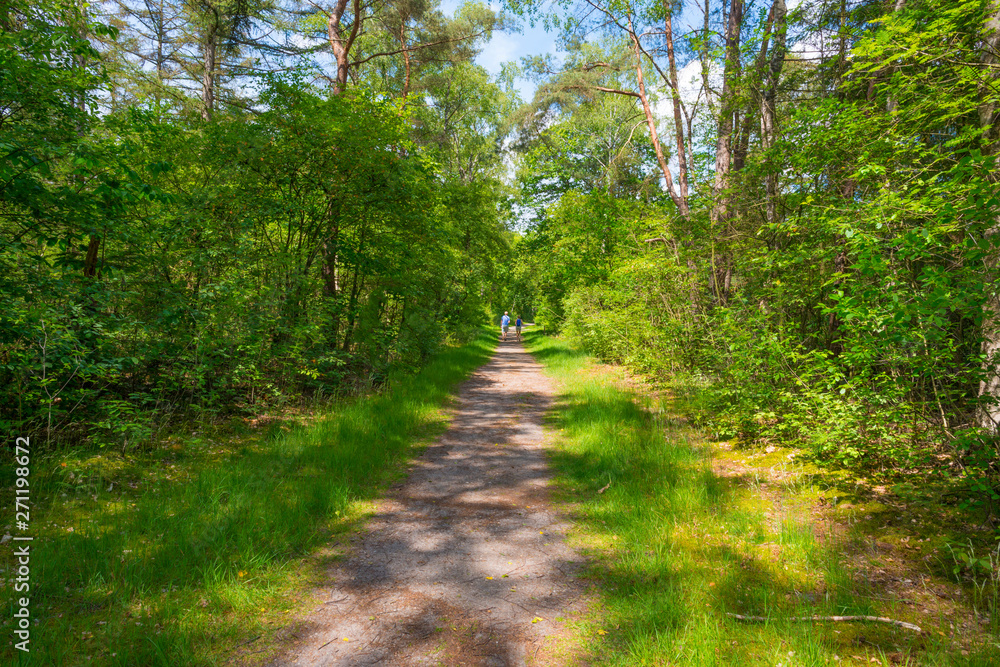 Path in a sunny forest in sunlight in spring