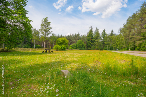 Fotografie Path in a sunny forest in sunlight in spring