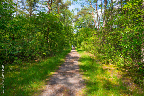 Path in a sunny forest in sunlight in spring