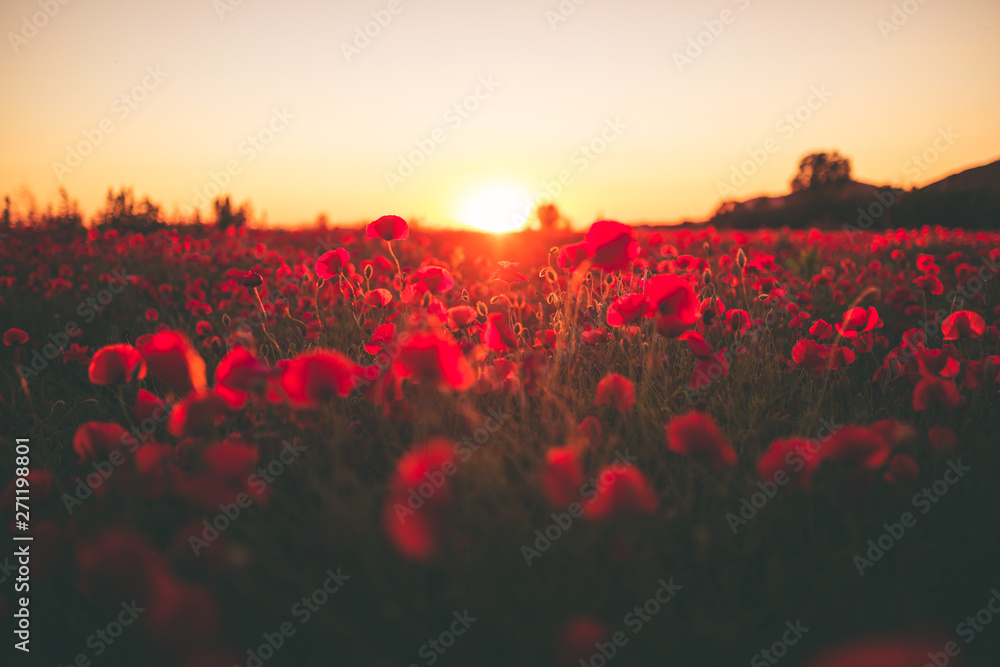 Amore in un campo di fiori papaveri rossi al tramonto. - obrazy, fototapety, plakaty 