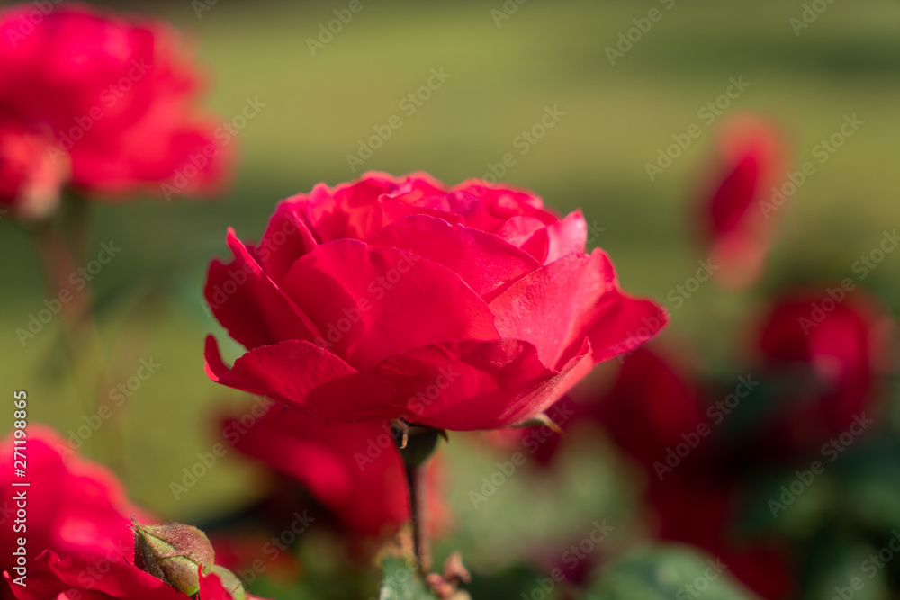 Fototapeta premium 花