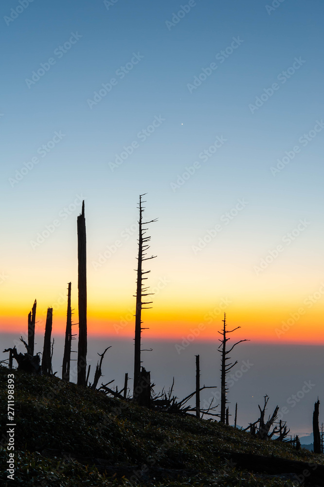 大台ケ原の夜明けに撮影した木々
