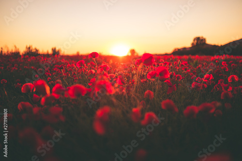 Amore in un campo di fiori papaveri rossi al tramonto.