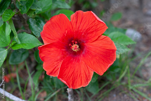 Red hibiscus flower, chinese rose or chaba flower bloom on blur nature background.