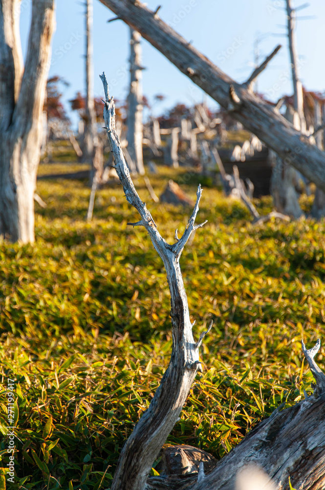 Fototapeta premium 大台ケ原で撮影した朝日を浴びる面白い形の木