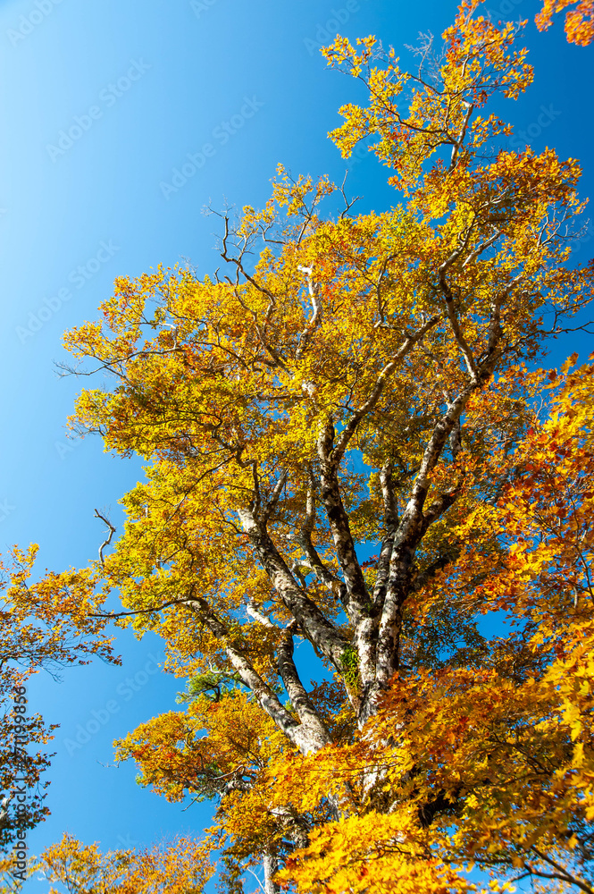 快晴の大台ケ原で撮影した鮮やかな色の木