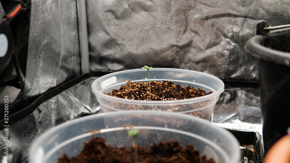 care and cultivation of recreational marijuana. Professional cannabis growing indoors. care and cultivation of recreational marijuana. Professional cannabis growing indoors.